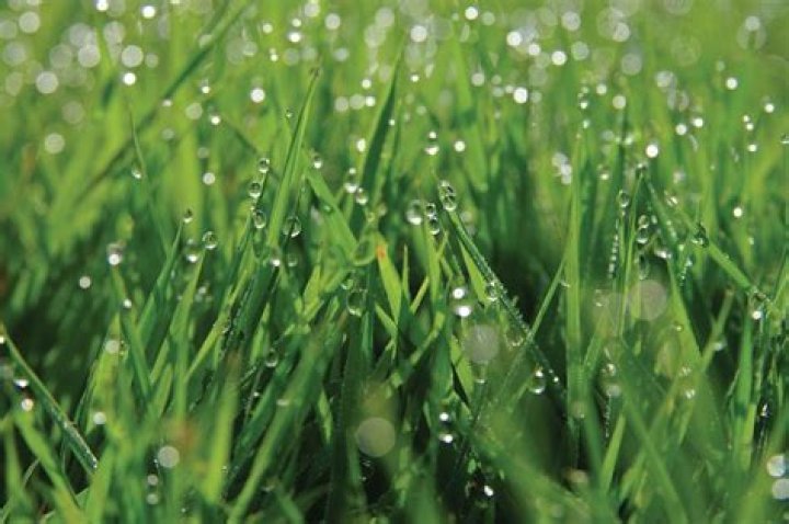 Beads of moisture on blades of grass