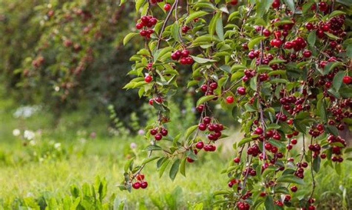 Inedible part of a cherry
