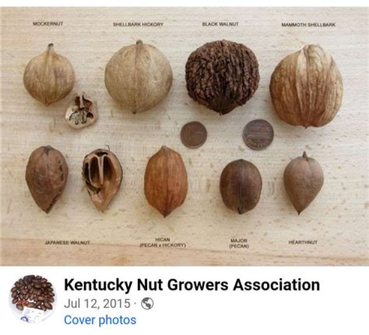 Nut that grows on a oak trees