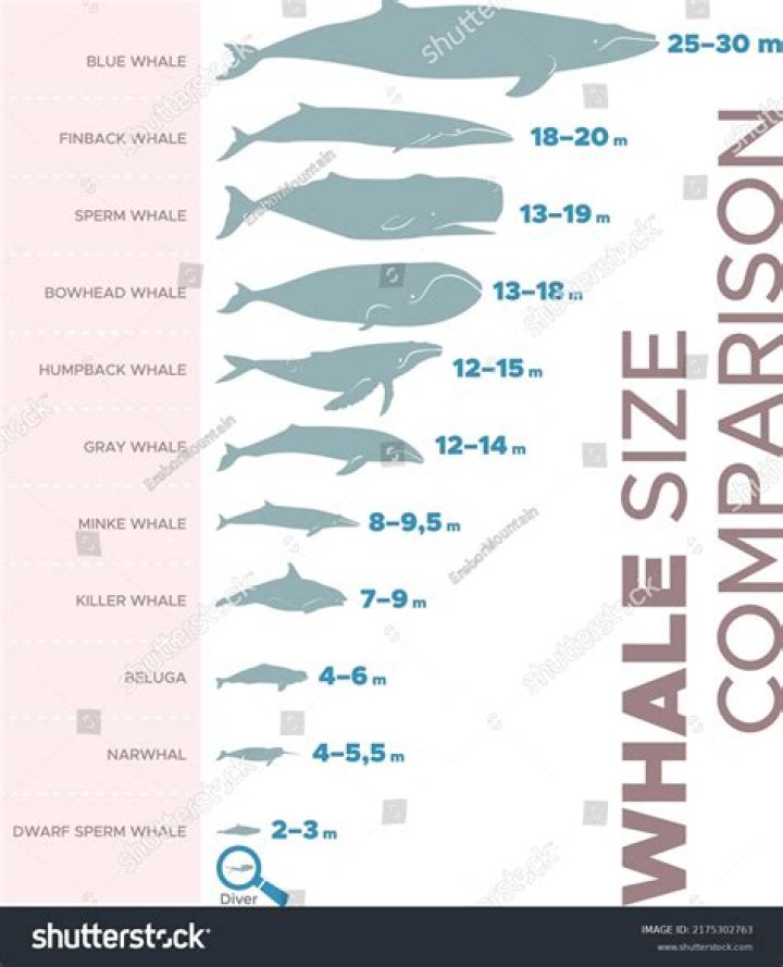 Whale weight measure